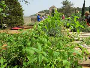 Temps de Flors 2015. El Passeig Arqueol&ograve;gic