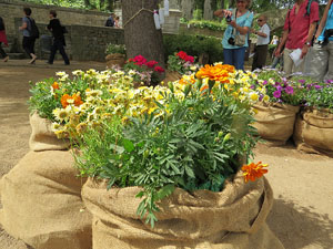 Temps de Flors 2015. El Passeig Arqueol&ograve;gic