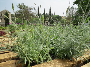 Temps de Flors 2015. El Passeig Arqueol&ograve;gic