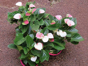 Temps de Flors 2015. Els Banys Àrabs