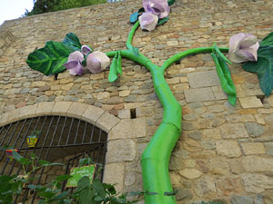 Temps de Flors 2015. Les escales de la Catedral i voltants