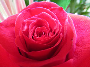 Temps de Flors 2015. Palaus, patis i espais del carrer Ciutadan