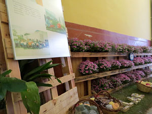 Temps de Flors 2015. Palaus, patis i espais del carrer Ciutadan