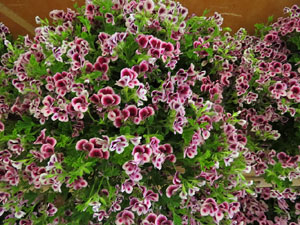 Temps de Flors 2015. Palaus, patis i espais del carrer Ciutadan