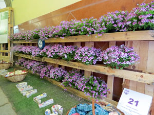 Temps de Flors 2015. Palaus, patis i espais del carrer Ciutadan