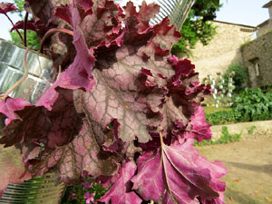 Temps de Flors 2015. Capella de Sant Crist&ograve;fol i Jardins de la Francesa
