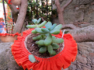 Temps de Flors 2015. Capella de Sant Crist&ograve;fol i Jardins de la Francesa