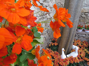 Temps de Flors 2015. Capella de Sant Crist&ograve;fol i Jardins de la Francesa