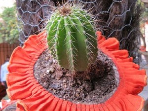 Temps de Flors 2015. Capella de Sant Crist&ograve;fol i Jardins de la Francesa