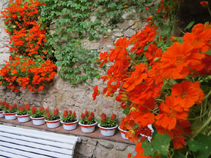 Temps de Flors 2015. Capella de Sant Crist&ograve;fol i Jardins de la Francesa