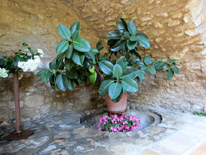 Temps de Flors 2015. Casa Laporta - C&uacute;ndaro