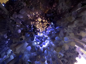 Temps de Flors 2015. Carrer de la For&ccedil;a. Patis, espais, carrerons