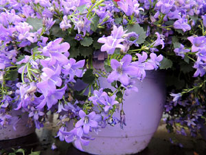 Temps de Flors 2015. Carrer de la For&ccedil;a. Patis, espais, carrerons