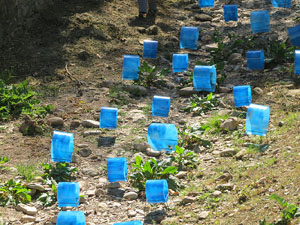 Temps de Flors 2015. La preparaci&oacute;
