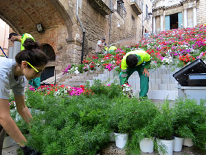 Temps de Flors 2015. La preparaci&oacute;