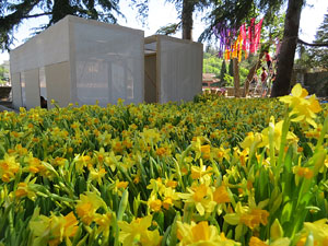 Temps de Flors 2015. La preparaci&oacute;