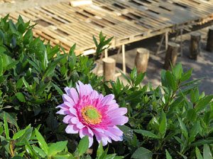 Temps de Flors 2015. La preparaci&oacute;