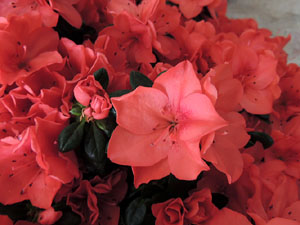 Temps de Flors 2015. Imatges diverses de l'esdeveniment