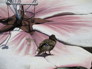 Temps de Flors 2015. El riu Onyar