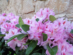 Temps de Flors 2015. Claustre del monestir de Sant Daniel