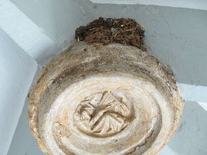 Temps de Flors 2015. Claustre del monestir de Sant Daniel