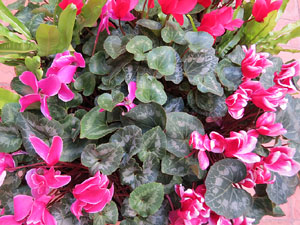 Temps de Flors 2015. Claustre del monestir de Sant Daniel