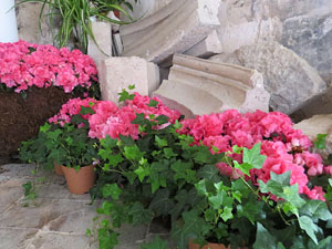 Temps de Flors 2015. Claustre del monestir de Sant Daniel