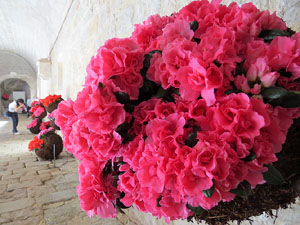 Temps de Flors 2015. Claustre del monestir de Sant Daniel