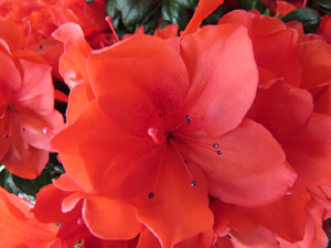 Temps de Flors 2015. Claustre del monestir de Sant Daniel