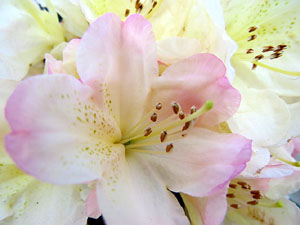 Temps de Flors 2015. Claustre del monestir de Sant Daniel