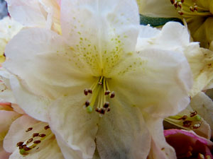 Temps de Flors 2015. Claustre del monestir de Sant Daniel