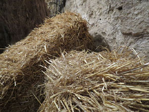 Temps de Flors 2015. Les Sarra&iuml;nes