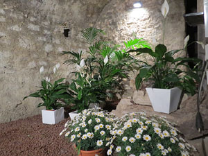 Temps de Flors 2015. Les Sarra&iuml;nes