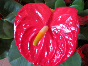 Temps de Flors 2015. Les Sarra&iuml;nes