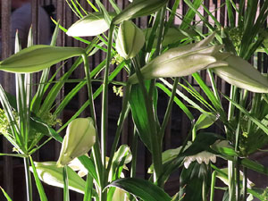 Temps de Flors 2015. L'esgl&eacute;sia de Sant Feliu