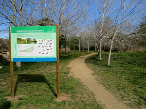 Els aiguamolls de Santa Eug&egrave;nia, espai de natura