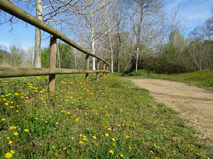 Els aiguamolls de Santa Eug&egrave;nia, espai de natura