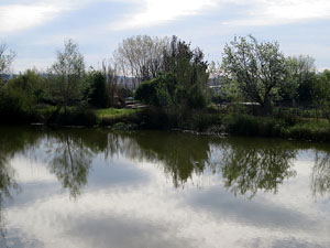 Els aiguamolls de Santa Eug&egrave;nia, espai de natura
