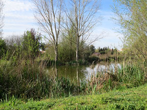 Els aiguamolls de Santa Eug&egrave;nia, espai de natura