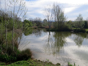 Els aiguamolls de Santa Eug&egrave;nia, espai de natura