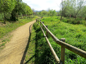 Els aiguamolls de Santa Eug&egrave;nia, espai de natura