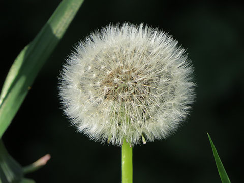 Xicoia, pixallits o dent de lle&oacute; (Taraxacum officinale)