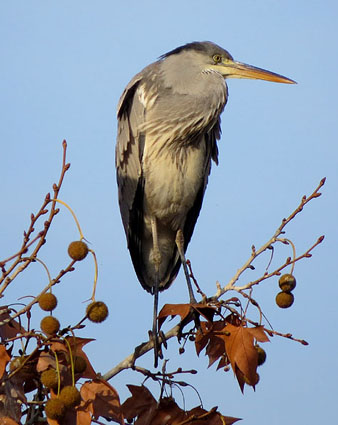 Bernat pescaire o agr&oacute; gris (Ardea cinerea)