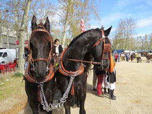 La Cavalcada de Sant Antoni 2016