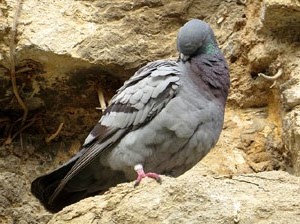 Itinerari de la Muralla. Des de la torre de Sant Domènec a la del Llamp