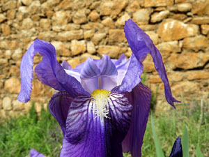 Itinerari de la Muralla. Des del monestir de Sant Pere de Galligants fins a la plaça de Sant Pere