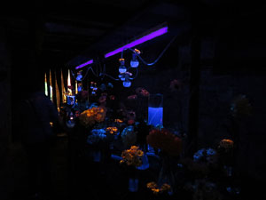 Temps de Flors 2016. La Casa de Lleó Avinay