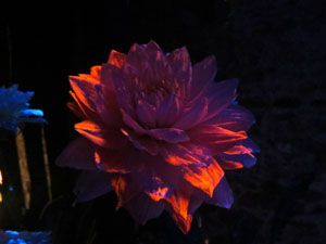 Temps de Flors 2016. La Casa de Lleó Avinay