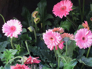 Temps de Flors 2016. Decoració floral als Banys Àrabs