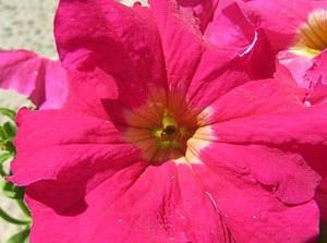 Temps de Flors 2016. Casa Boadas - Formiga al carrer dels Alemanys